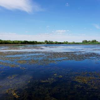 Excursie in Delta Dunarii - vegetatie submarina in apa curata